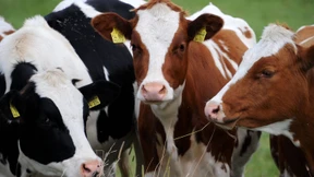 Die Milchbauern der Steinzeit