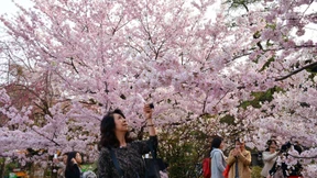 Den Japanern blüht was 