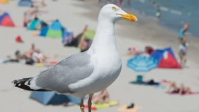 Gefiederte Detektive