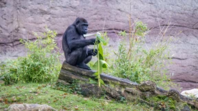 Zoo Krefeld plant neuen Affenpark nach Großbrand