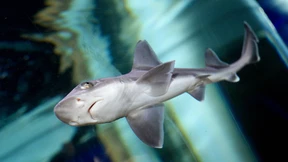 Eine ungewöhnliche Vorliebe für Ammoniak