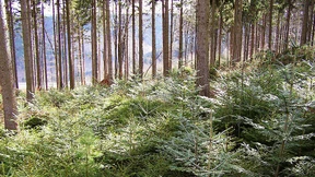 Wie vier Kölner Designer Möbel aus Weißtannen  entwerfen