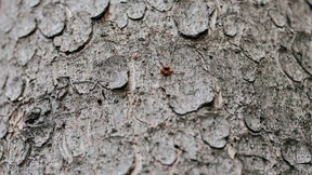 Schäden in Hessens Wäldern nehmen rasant zu