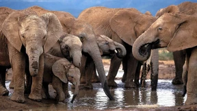 Amerika erlaubt Einfuhr von Jagdtrophäen jetzt doch wieder