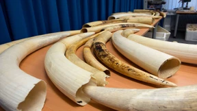 Chinesin wegen Elfenbeinschmuggels zu 15 Jahren verurteilt