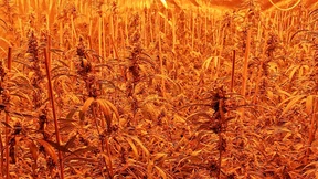 Organisierte Kriminalität in der Falle