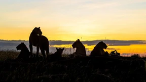 Die Wildnis soll uns schweigen lehren