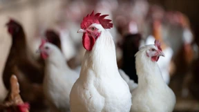 Nächste Runde für ein neues Tierhaltungs-Logo