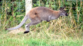 Ein Känguru hüpft durchs Sauerland