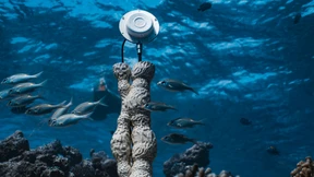 Rettet Musik kranke Korallenriffe?