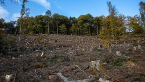 Eichen für die nächste Waldgeneration