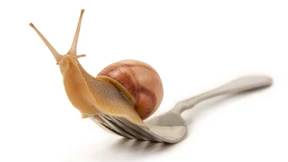 Schnecken für die Welt