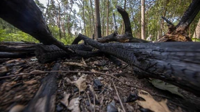 Ministerium warnt vor erhöhter Waldbrandgefahr in Hessen
