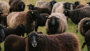 Alle hoffen auf die schwarzen Schafe