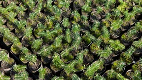 Der Wald der Zukunft