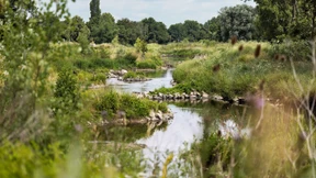 Naturnaher Fluss statt Wasserrennbahn