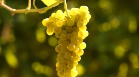 Die früheste Lese aller Zeiten