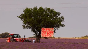 Lavendel-Bauern in der Provence klagen über Influencer