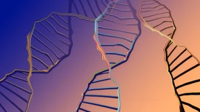 Neues Werkzeug für die Gentechnik