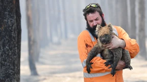 Koalas gelten nun als „bedrohte“ Tierart
