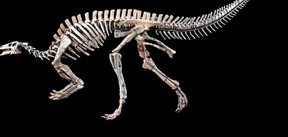 Wenn ein Dinosaurier unter den Hammer kommt