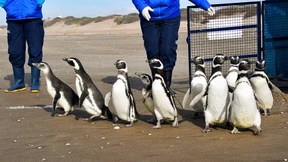 Gerettete Pinguine dürfen zurück ins Meer