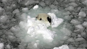 Das letzte Eis schmilzt schneller