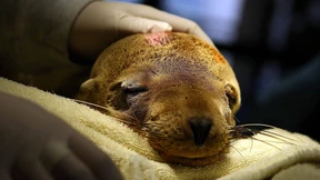 Hungrige Seelöwenbabys stranden in Kalifornien