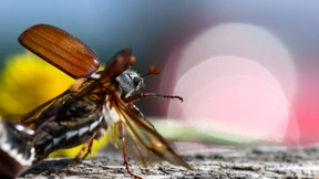 Es brummt und krabbelt im Ried