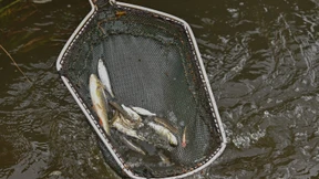 Die Oder erholt sich langsam