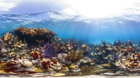 Das sterbende Paradies