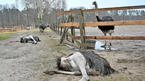 Der Zoo am Asowschen Meer