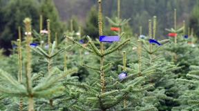 Wie nachhaltig ist der Weihnachtsbaum?