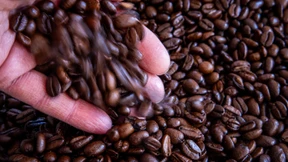 Kaffeepreise sinken abermals