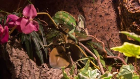 Grüner Baumschnüffler getarnt hinter Glas