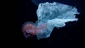 Plastikhersteller geraten ins Visier