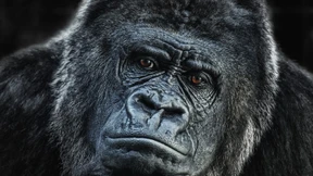 Befristet Chef sein, geht das, und falls ja, wie?