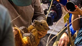 Flammen zerstören Unesco-Welterbe Biotop