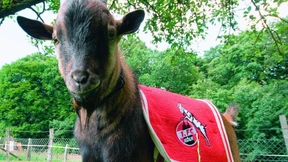 Experiment Geißbock