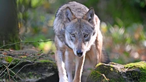 Jagd auf Wölfe bald möglich