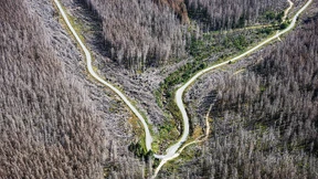 Anlagen in Wälder lohnen sich trotz Klimakrise