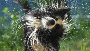 Das hilft den Vierbeinern gegen die Hitze