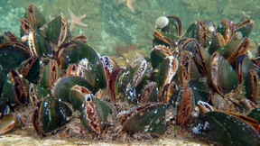 Heißzeit für Miesmuscheln und Seesterne