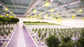 Cannabis gegen Opioid-Versagen