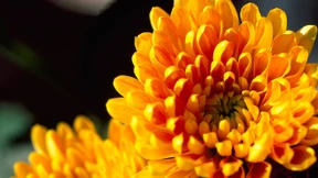 Wie das Beet auch im Herbst bunt bleibt