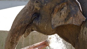 Genetische Vielfalt  der Arbeitselefanten