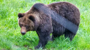 Mann stirbt nach Bärenattacke