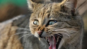 Auf den Spuren eines scheuen Waldbewohners