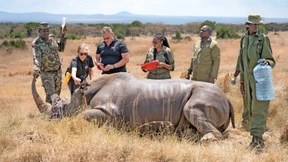 Leihmutterschaft für Rhinos