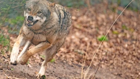 „Ein Schaf ist schnell gefressen“